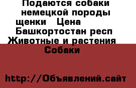 Подаются собаки немецкой породы щенки › Цена ­ 3 000 - Башкортостан респ. Животные и растения » Собаки   